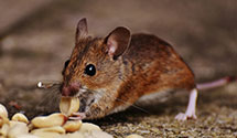24 Hour & Emergency Exterminators in Diamond Is, ME